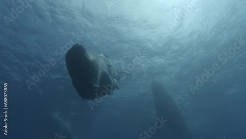 Sperm whale comes and hits the cam - close up  photo