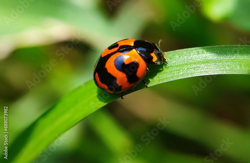 ladybug, insect, ladybird, nature, beetle, bug, leaf, macro, red, grass, animal, close-up, summer, spring, black, garden, insects, plant, spotted, lady, closeup, small, leaves, beauty, bird