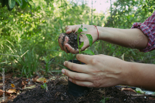 primer plano de unas manos de mujer plantando plantines en macetas pequeñas