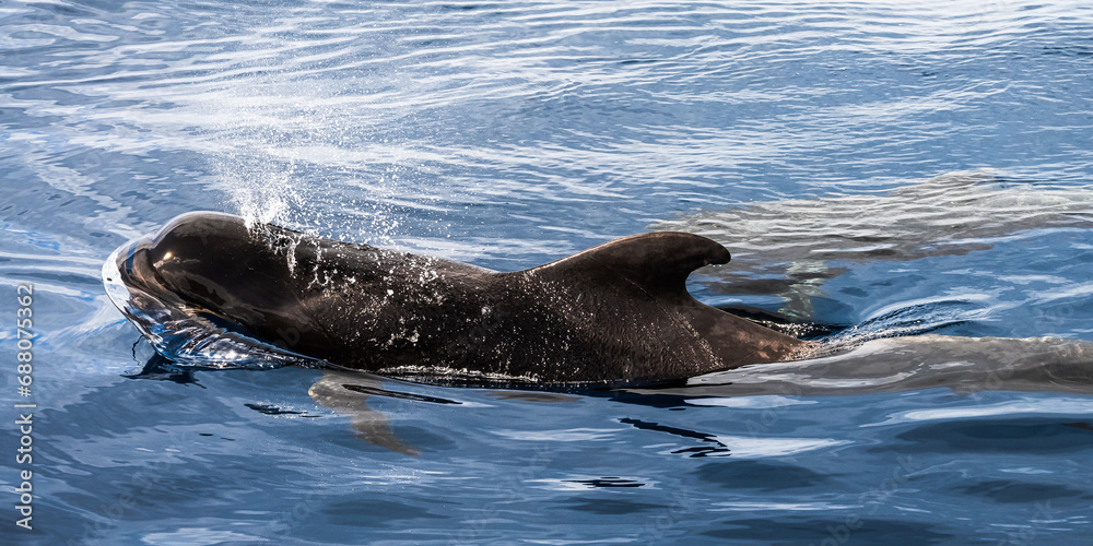 Obraz premium Wal bei Teneriffa