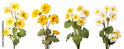 Yellow primrose, spring flowers, isolated or white background