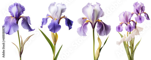 Purple iris, spring flowers, isolated or white background