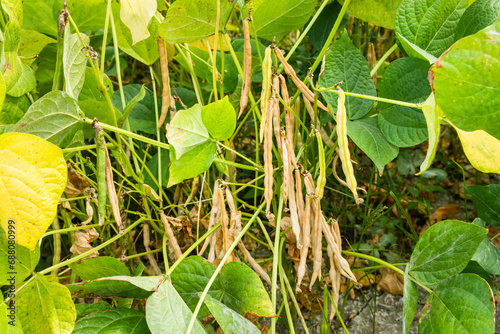 Close-up of adzuki pods growing in the farmland of Wandan, Pingtung, Taiwan.