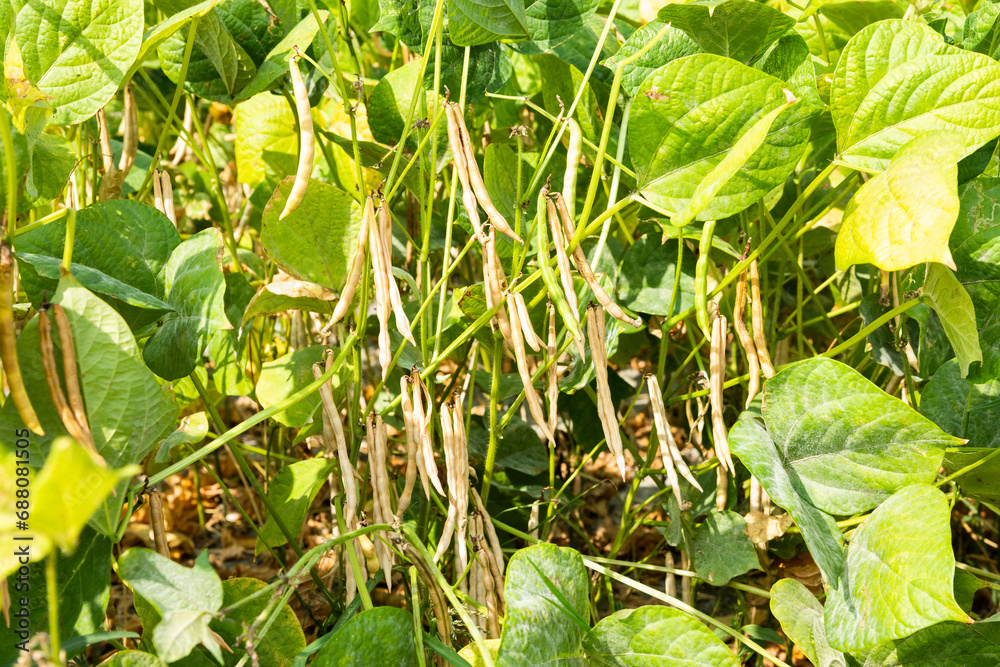 Close-up of adzuki pods growing in the farmland of Wandan, Pingtung, Taiwan. Close-up of adzuki pods growing in the farmland of Wandan, Pingtung, Taiwan.