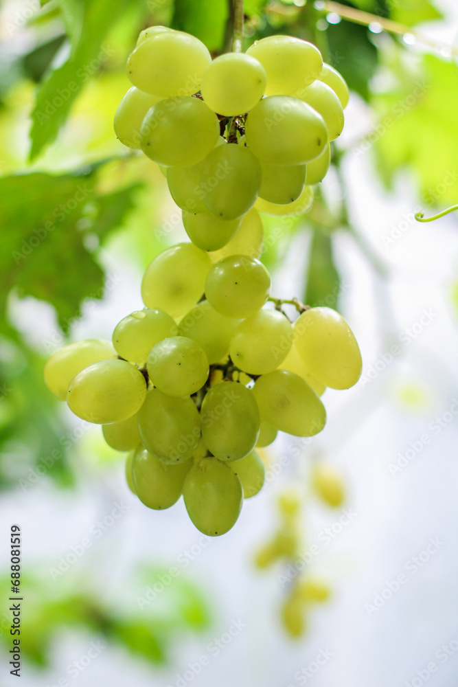 bunch of grapes on vine bunch of grapes on vine