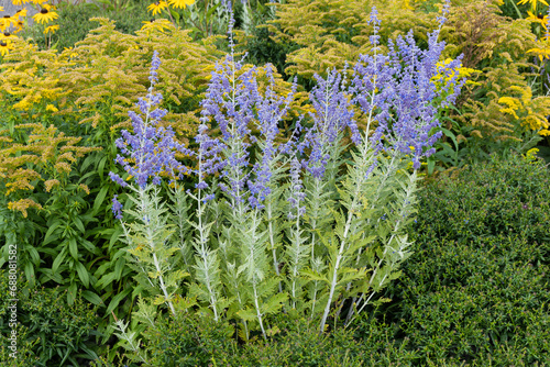 Perovskia 'Blue Spire' a late summer flowering plant with a blue purple summertime flower in July and August and commonly known as Russian Sage, stock photo image