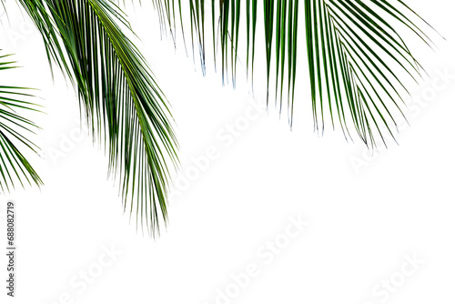 leaf coconut tree isolated
