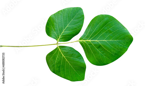 Green leaves pattern of tropical leaf plant isolated