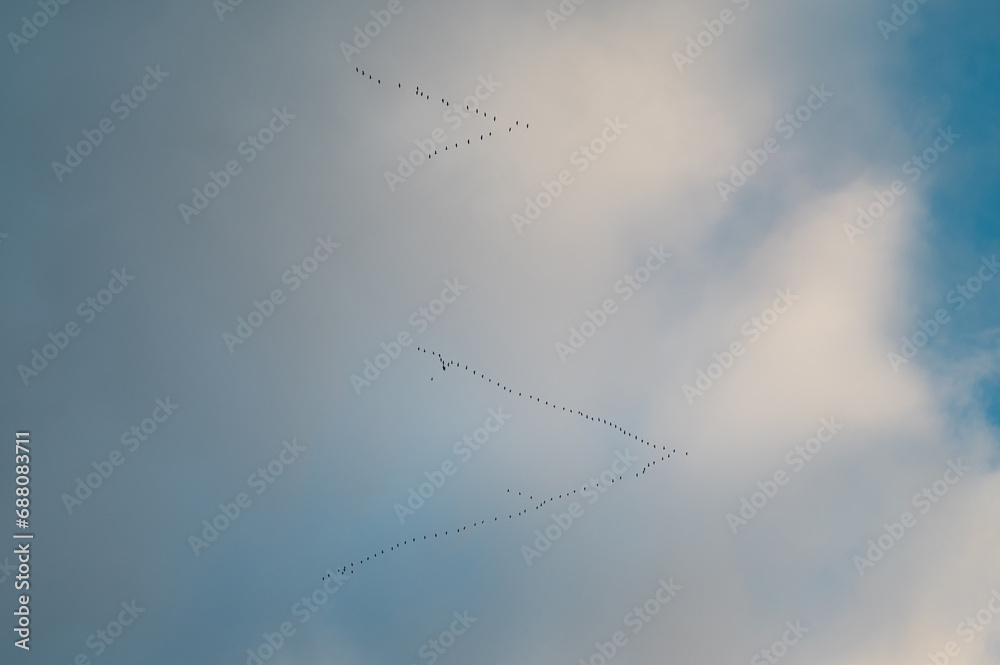 Group of cranes flying in the sky, migratory bird formation in autumn, wildlife
Group of cranes flying in the sky, migratory bird formation in autumn, wildlife