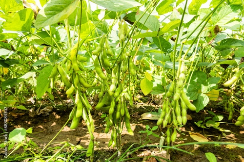 Close-up of edamame pods growing in the farmland of Wandan, Pingtung, Taiwan.