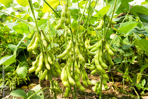 Close-up of edamame pods growing in the farmland of Wandan, Pingtung, Taiwan.