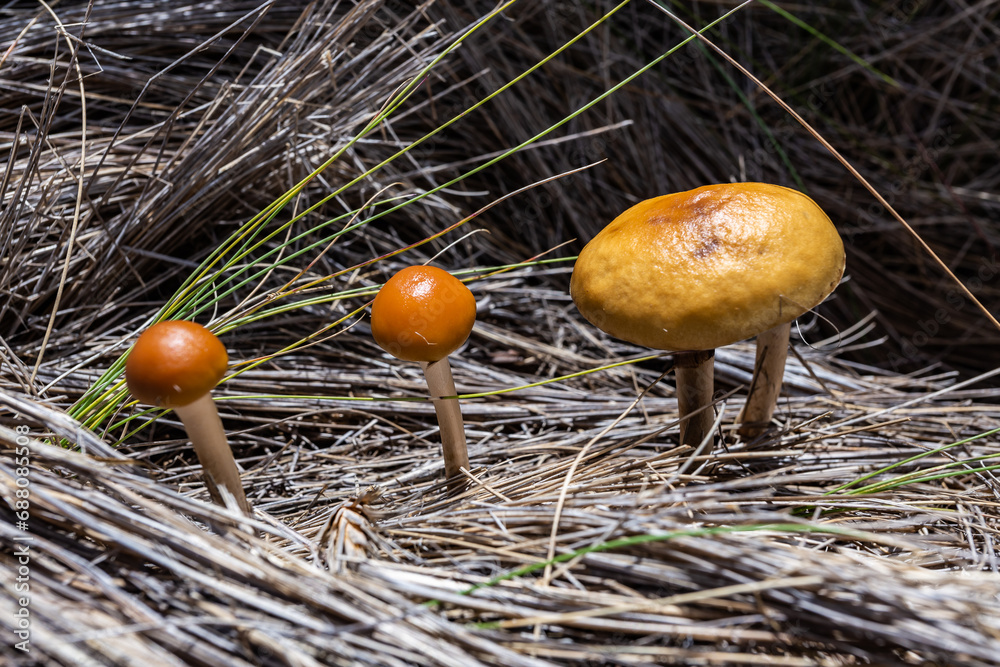 Mushrooms growing on golden and brown straw, Cusín Hill Mushrooms growing on golden and brown straw, Cusín Hill