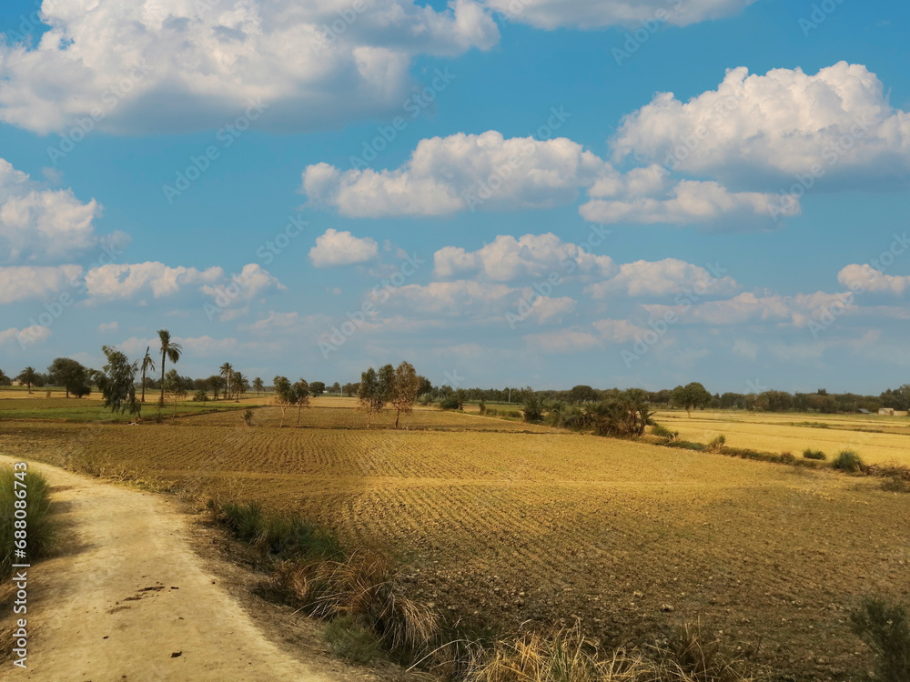 Obraz premium landscape with a field 