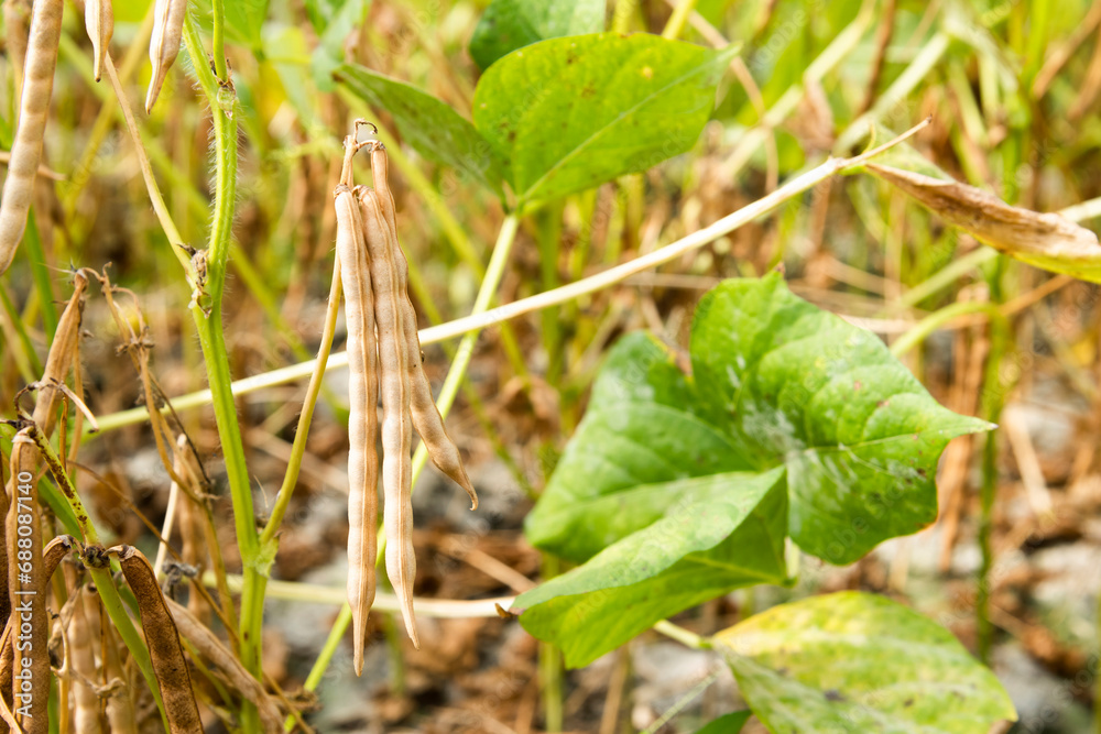 custom made wallpaper toronto digitalClose-up of adzuki pods growing in the farmland of Wandan, Pingtung, Taiwan.