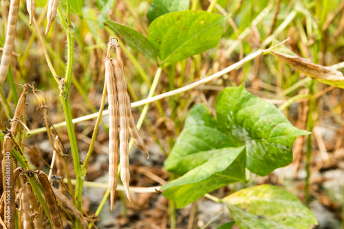 Wallpaper Mural Close-up of adzuki pods growing in the farmland of Wandan, Pingtung, Taiwan. Torontodigital.ca