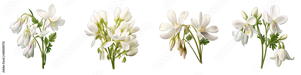 Dutchman's Breeches flower clipart collection, vector, icons isolated on transparent background