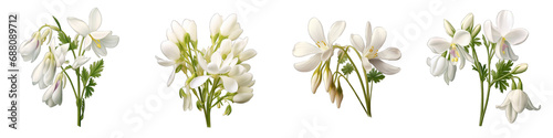 Dutchman's Breeches flower clipart collection, vector, icons isolated on transparent background photo