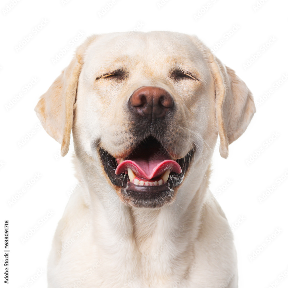 Labrador dog with closed eyes, smiling, portrait on white background