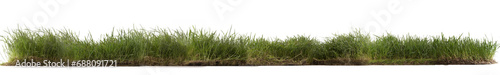A section of grass, isolated on transparent background. 