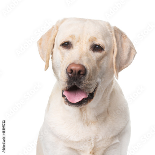 Labrador, dog, smile, portrait on a white background, isolate