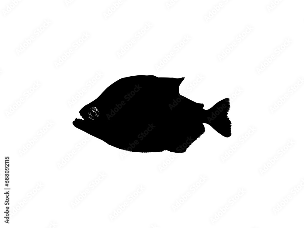 Piranha Fish Silhouette, can use for Logo Gram, Website, Art Illustration, Pictogram, Icon or Graphic Design Element. Vector Illustration
Piranha Fish Silhouette, can use for Logo Gram, Website, Art Illustration, Pictogram, Icon or Graphic Design Element. Vector Illustration