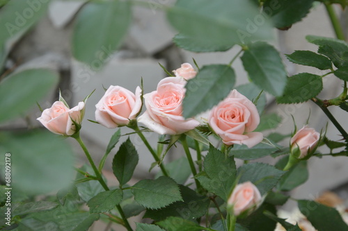 pink roses in garden