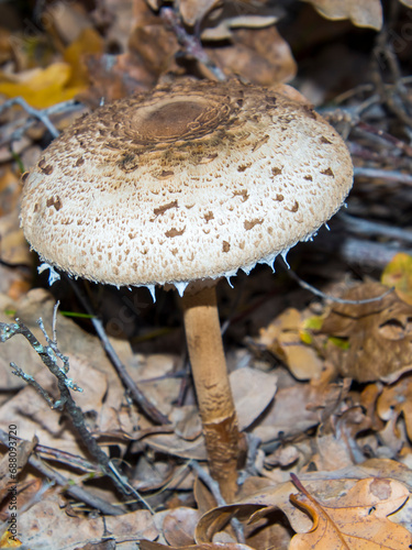 Parasol mushroom in the forest in November