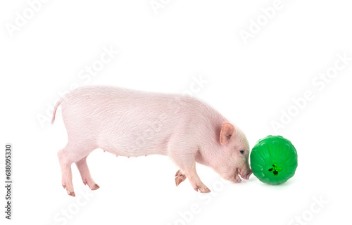 miniature pig in studio