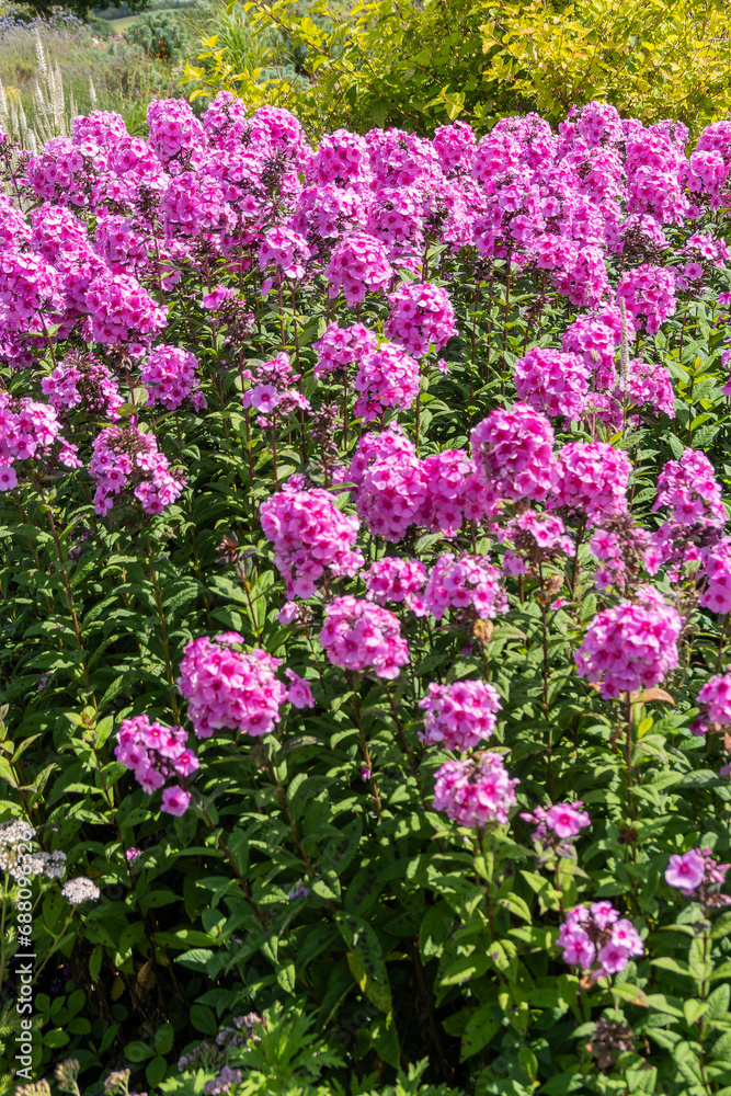 Phlox Paniculata 'Eva Cullum' a summer autumn fall flowering perennial plant with a pink summertime flower, stock photo image