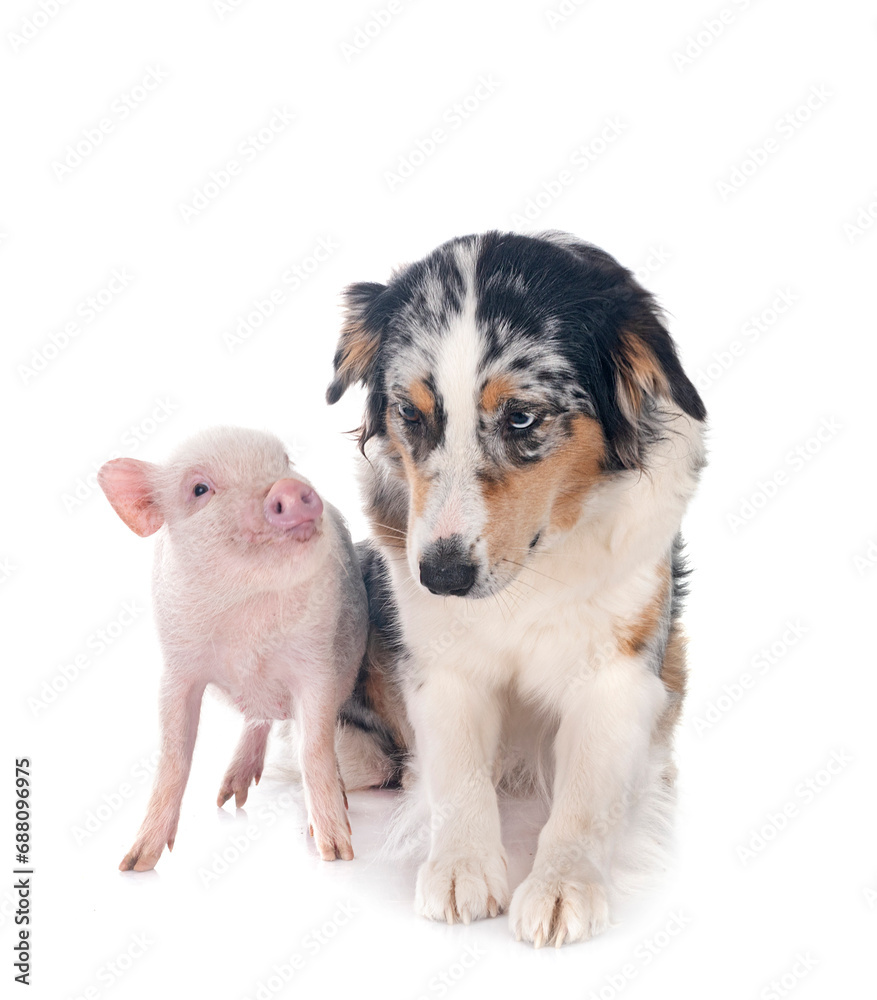 miniature pig and australian shepherd in studio