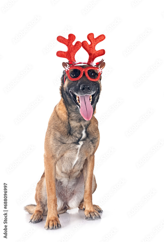 malinois in studio malinois in studio