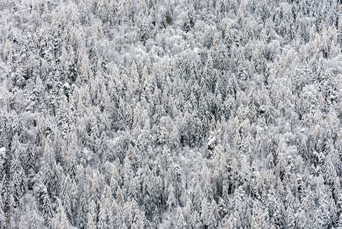 snow on larch and fir forest
