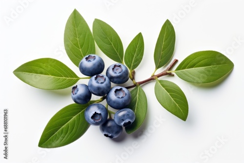 Blueberry with leaves on white