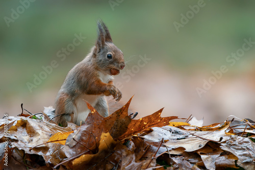 Cute hungry Red Squirrel  Sciurus vulgaris  eating a nut in a forest covered with colorful leaves . Autumn day in a deep forest in the Netherlands.                                                     
