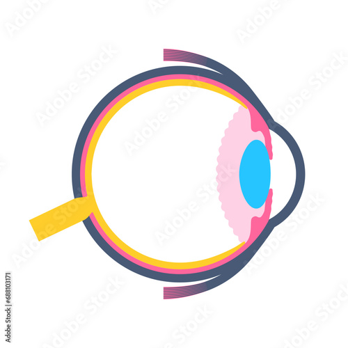 Eye anatomy poster