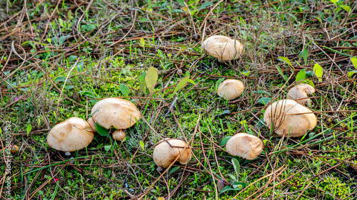group of Suillus granulatus mushrooms in a pine forest