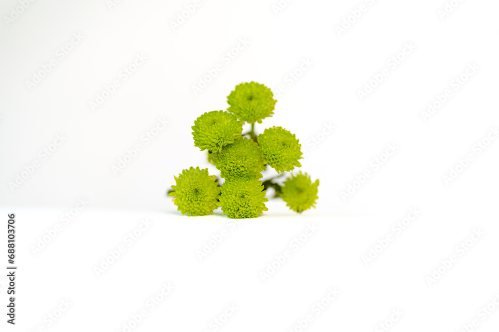 Obraz premium single pink pastel dreamy flower