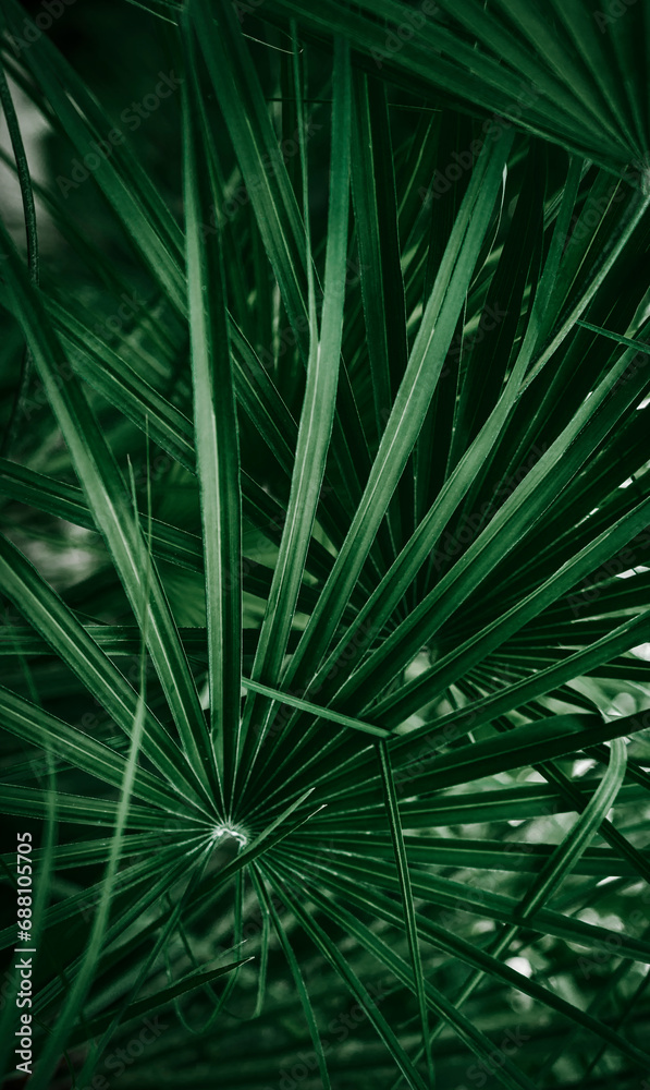 Obraz premium Palm leaves close up. Deep green, emerald floral background.
