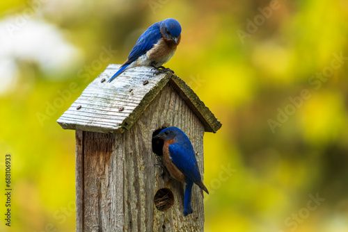 Fototapeta Naklejka Na Ścianę i Meble -  bluebirds