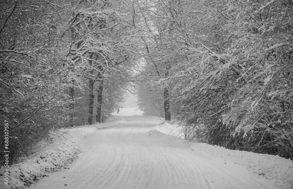 Obraz premium Winter Road and Snow Covered Trees. Black and White Photo