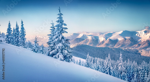 Amazing outdor scene of the mountain forest. Calm winter landscape of Carpathian mountains with fir trees covered fresh snow. Cold morning view of untouched snowy valley. © Andrew Mayovskyy