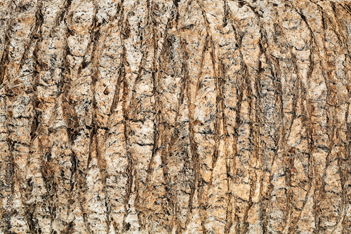 Palm tree bark texture. Horizontal texture. Lines natural pattern. Coconut tree trunk. Dried palm. Panoramic hardwood background. Exotic wood backdrop. Brown palm tree wood structure.