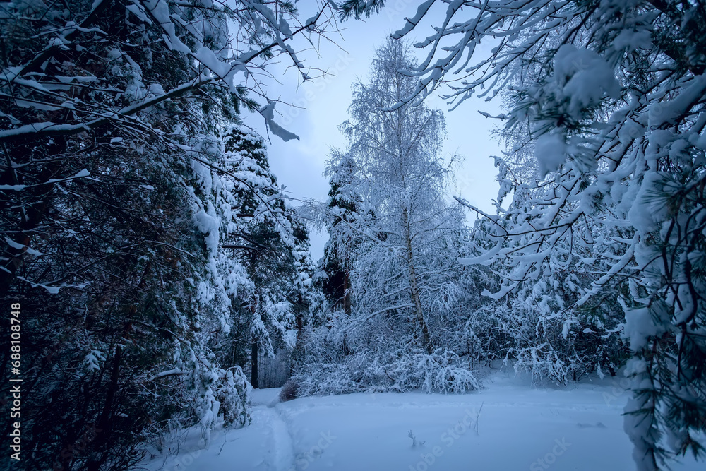 Fototapeta premium Dark and mistery winter pine forest. Dreamy landscape.
