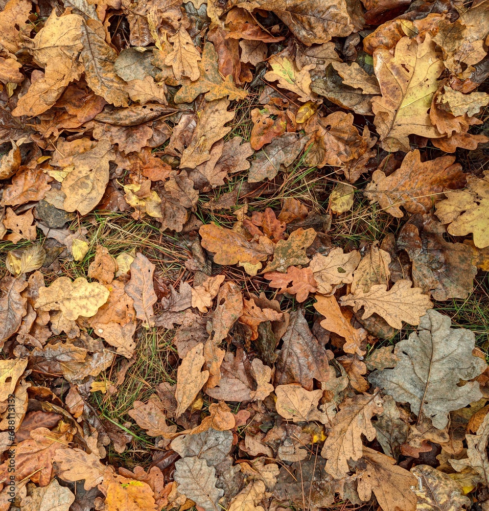 Fallen oak leaves in the autumn forest