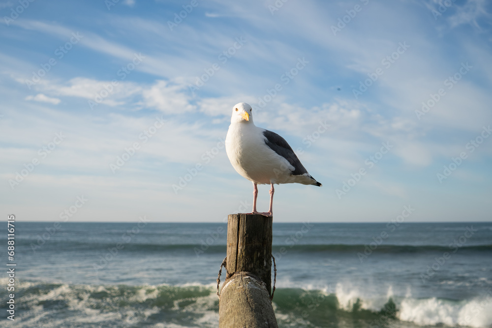 Seagull in front of ocean landscape