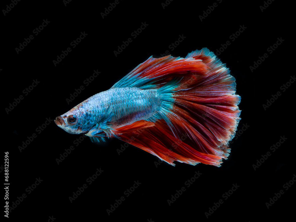 Colourful betta fish,Siamese fighting fish in movement isolated on black background. Capture the moving moment of colourful siamese fighting fish with clipping path.. Colourful betta fish,Siamese fighting fish in movement isolated on black background. Capture the moving moment of colourful siamese fighting fish with clipping path..