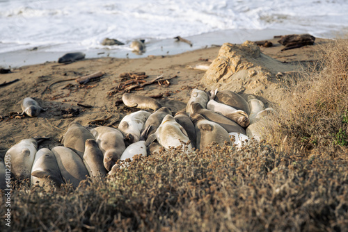 Elephant Seals sleeping in a group