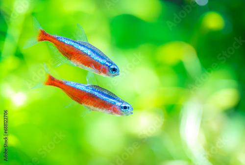 Cardinal Tetra Fish Swimming In Water. Cardinal Tetra Fish Swimming In Water.. photo