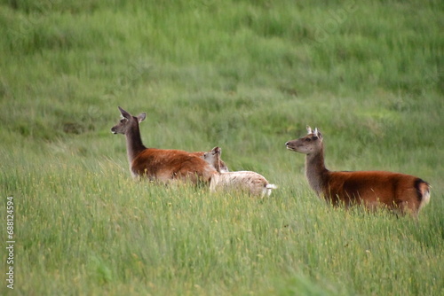 Sika deer in Glendalough National Park