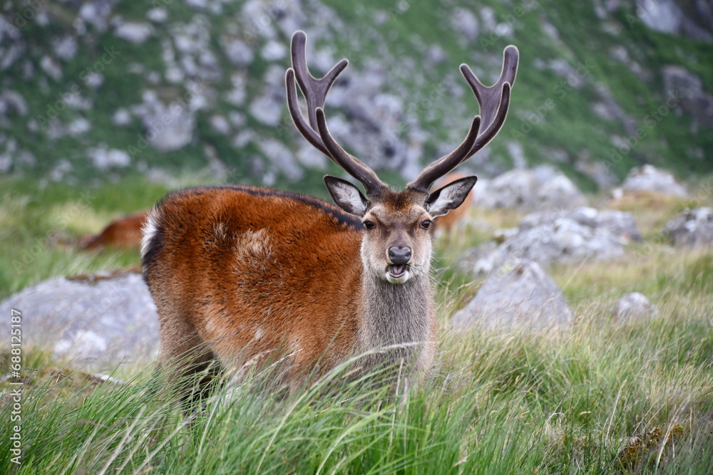 Fototapeta premium Sika deer in Glendalough National Park